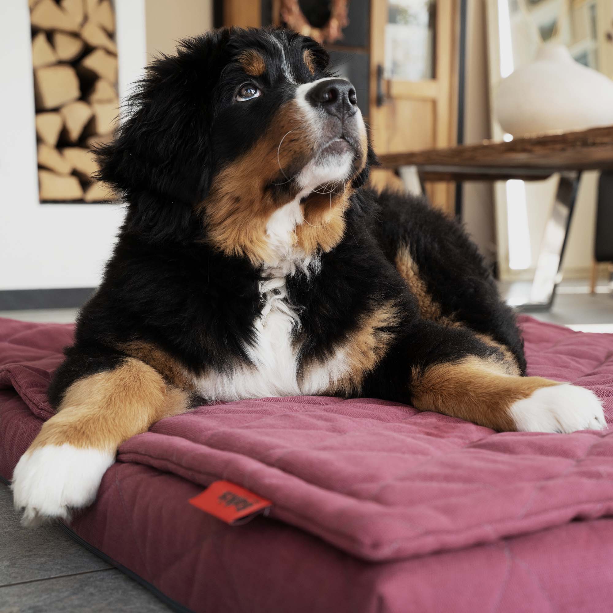 Dog bed FLAT & Topper, Bordeaux