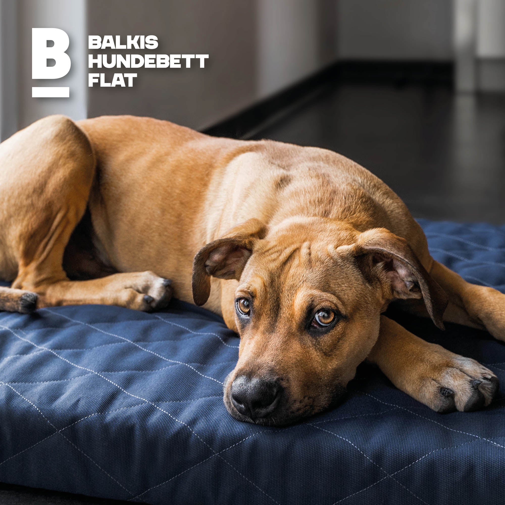 Dog bed FLAT, Atlantic